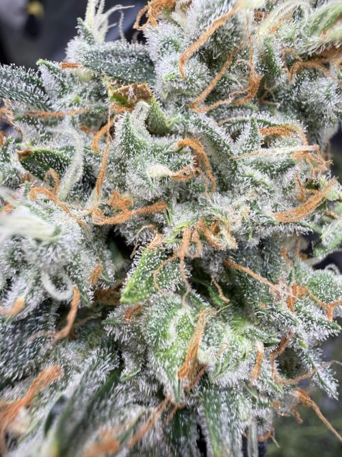FastGrow. Week 12