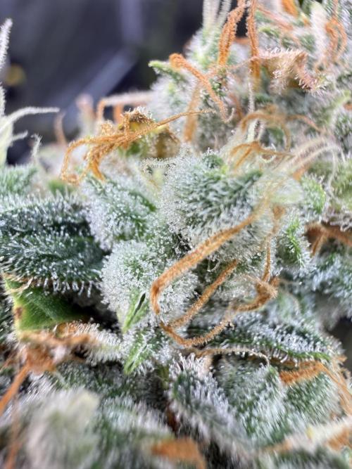 FastGrow. Week 12
