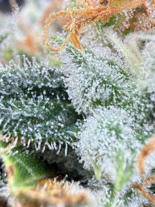 FastGrow. Week 12