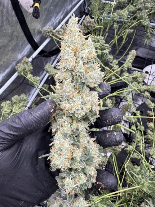 FastGrow. Week 12