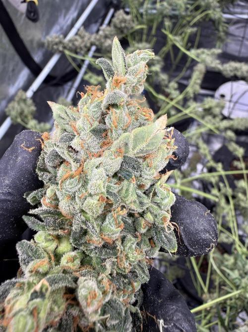 FastGrow. Week 12