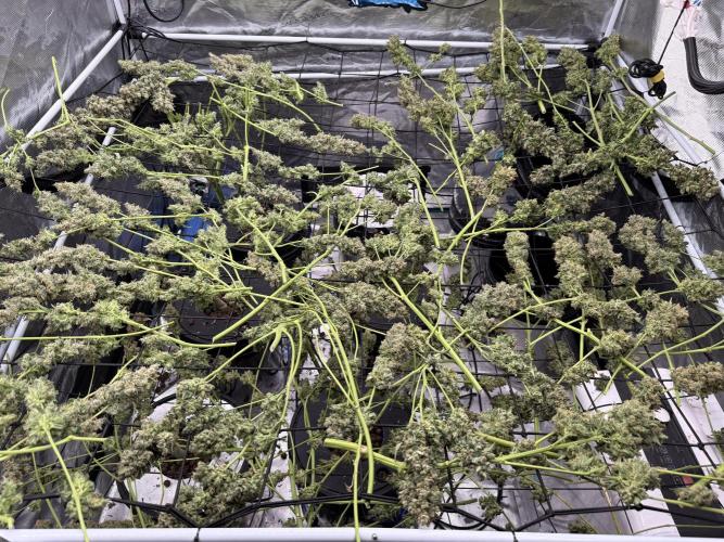FastGrow. Week 12