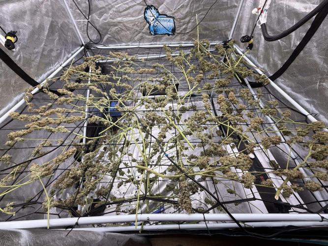 FastGrow. Week 12