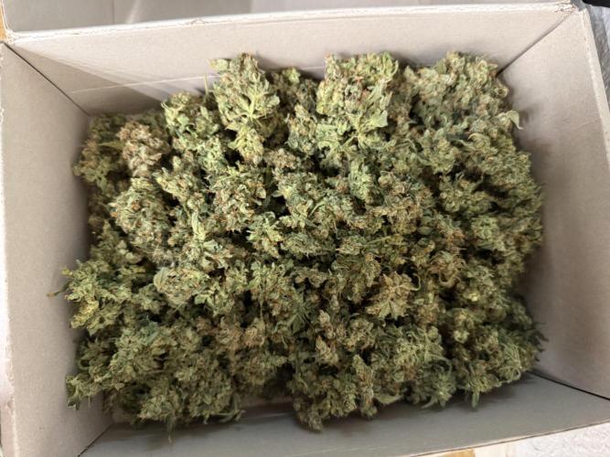 FastGrow. Week 12