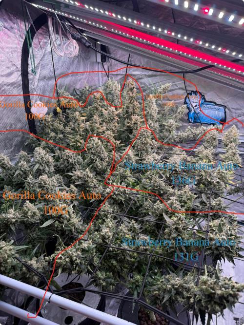 FastGrow. Week 11