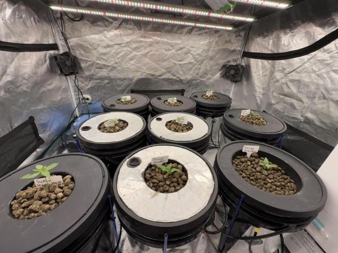 12 weeks grow 25.06.2026