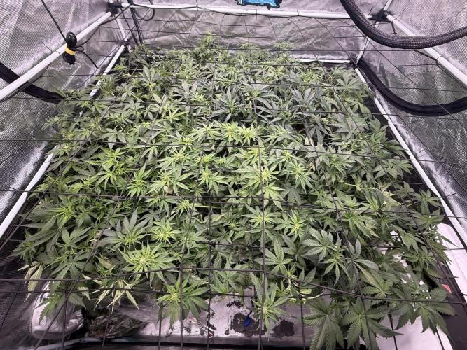 12 weeks grow 25.06.2026. Week 6