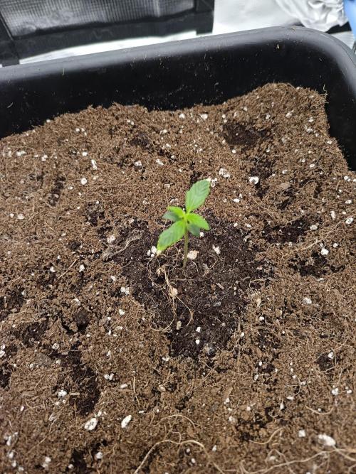 420 Gorilla Cookies. Week 1