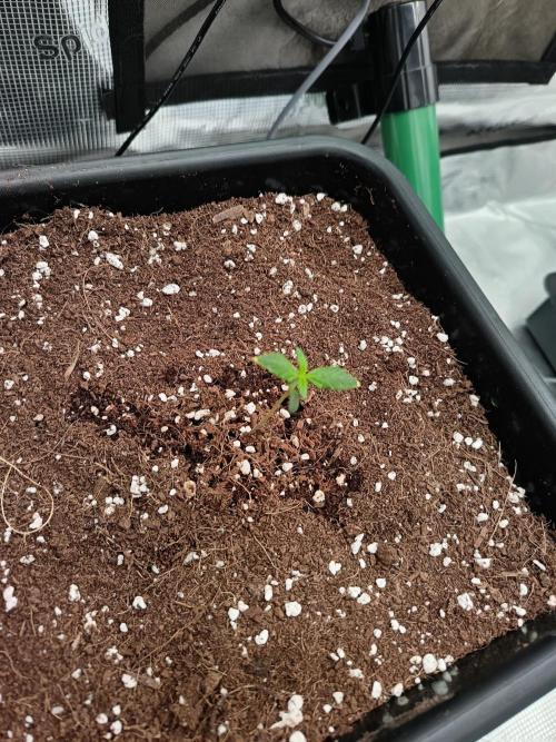 420 Gorilla Cookies. Week 1