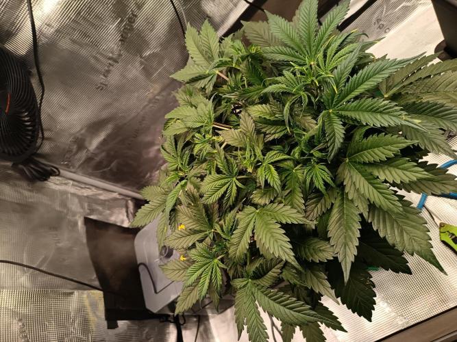 420 Gorilla Cookies. Week 5