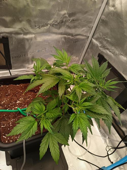 420 Gorilla Cookies. Week 5