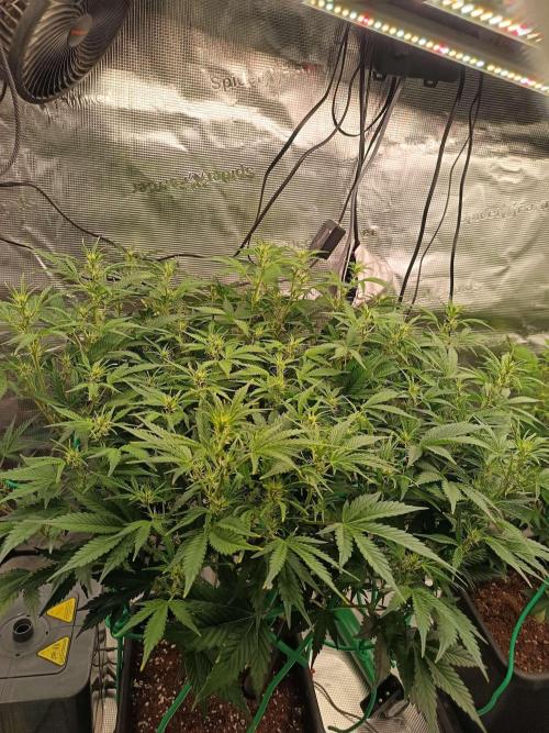 420 Gorilla Cookies. Week 7