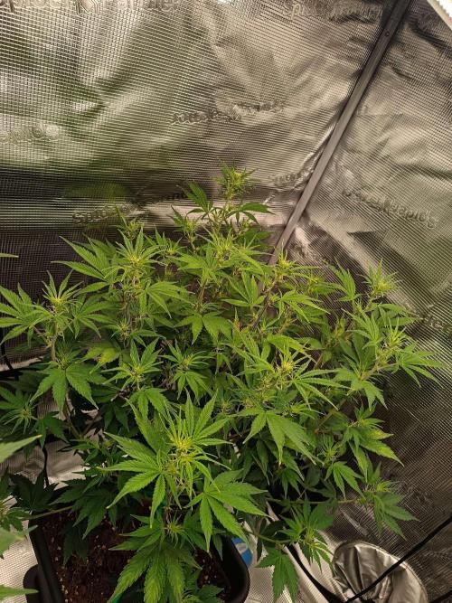 420 Gorilla Cookies. Week 7