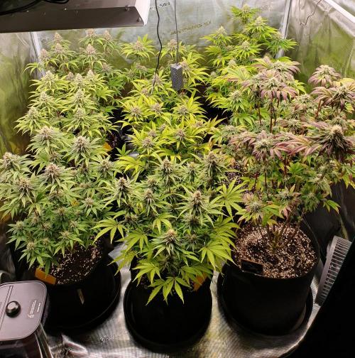 1st grow - Humboldt Seed Company. Week 12 - Day 35 Flower 