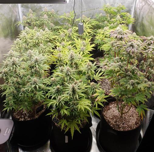 1st grow - Humboldt Seed Company. Week 12 - Day 34 Flower