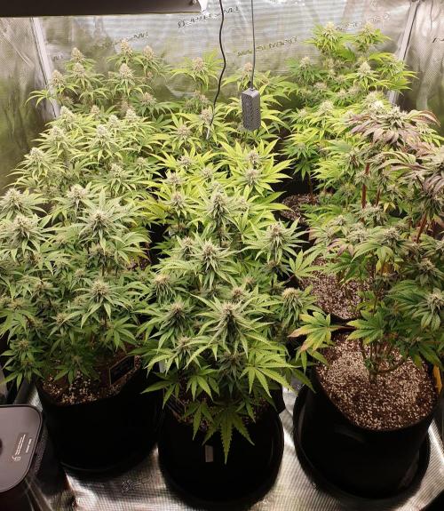 1st grow - Humboldt Seed Company. Week 12 - Day 33 Flower 