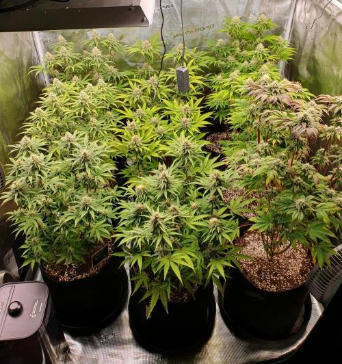 1st grow - Humboldt Seed Company. Week 12 - Day 32 Flower 