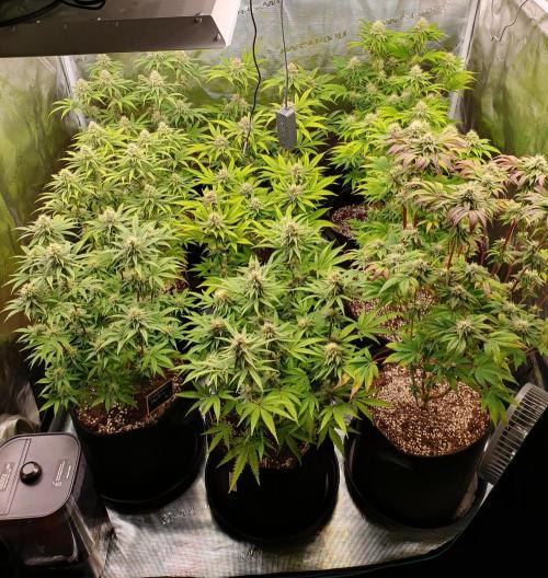 1st grow - Humboldt Seed Company. Week 12 - Day 31 Flower