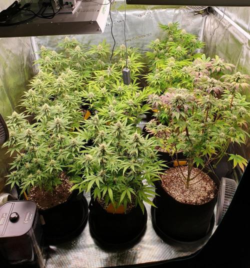 1st grow - Humboldt Seed Company. Week 12 - Day 29 Flower