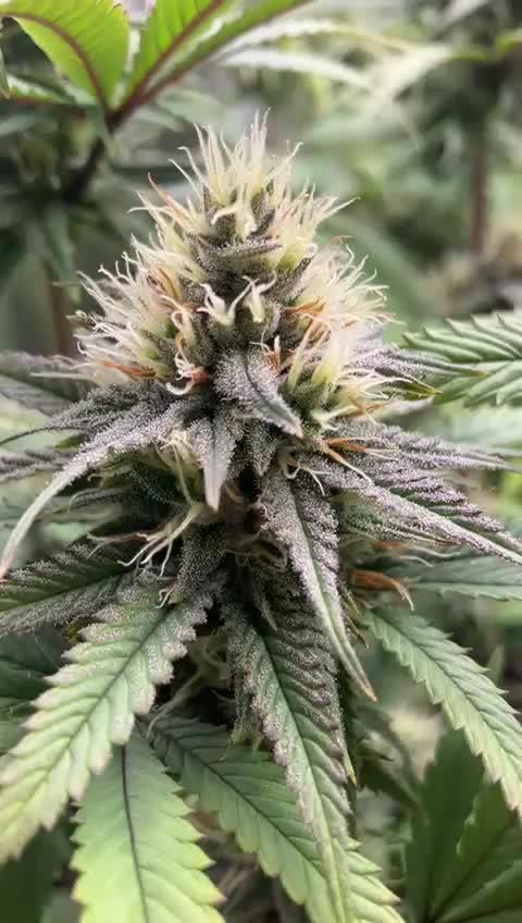 1st grow - Humboldt Seed Company