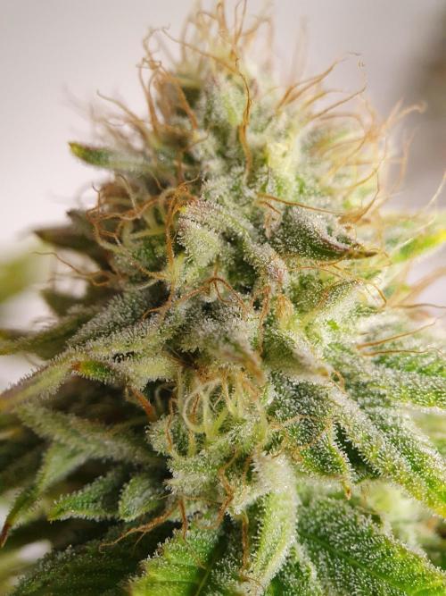 1st grow - Humboldt Seed Company. Week 13 - Hella Jelly #1