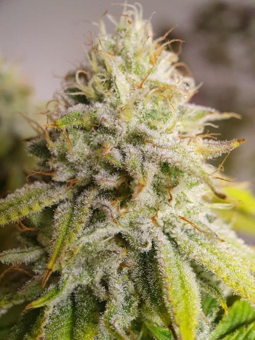 1st grow - Humboldt Seed Company. Week 13 - Hella Jelly #3