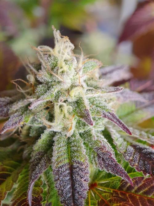 1st grow - Humboldt Seed Company. Week 13 - Hella Jelly #2