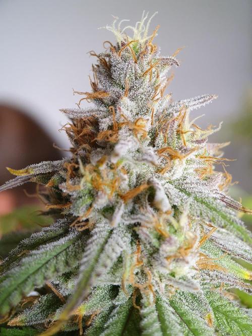 1st grow - Humboldt Seed Company. Week 13 - Blueberry Muffin #3