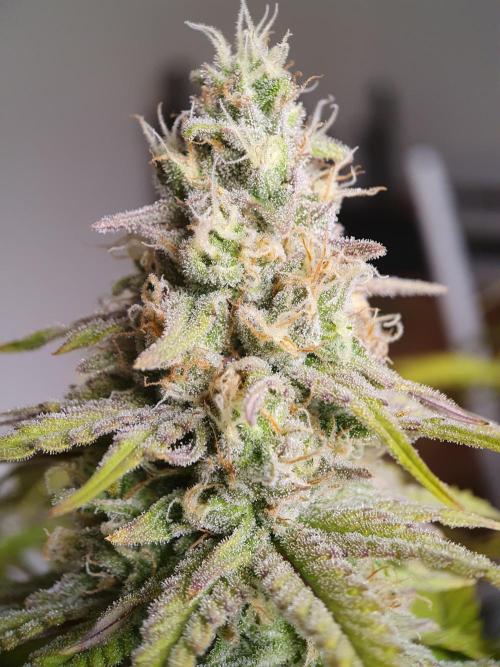 1st grow - Humboldt Seed Company. Week 13 - Blueberry Muffin #2