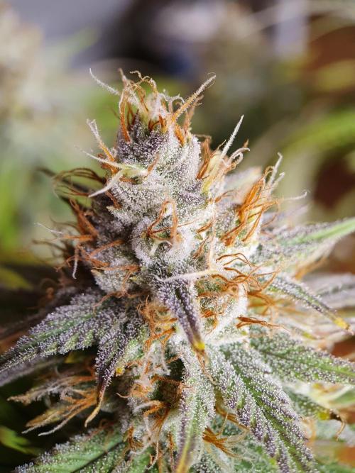 1st grow - Humboldt Seed Company. Week 13 - Blueberry Muffin #1