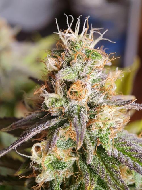 1st grow - Humboldt Seed Company. Week 13 - Pineapple upside down cake #3