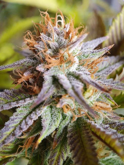 1st grow - Humboldt Seed Company. Week 13 - Pineapple upside down cake #1