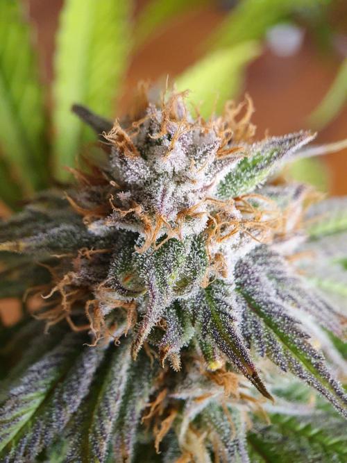 1st grow - Humboldt Seed Company. Week 13 - Pineapple upside down cake #2