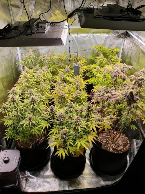 1st grow - Humboldt Seed Company. Week 13 - Day 42 Flower 