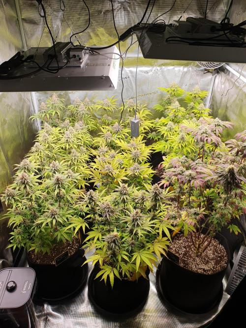 1st grow - Humboldt Seed Company. Week 13 - Day 41 Flower 