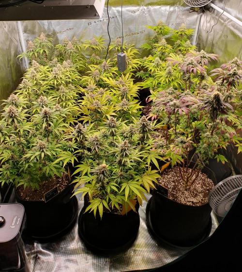 1st grow - Humboldt Seed Company. Week 13 - Day 40 Flower 