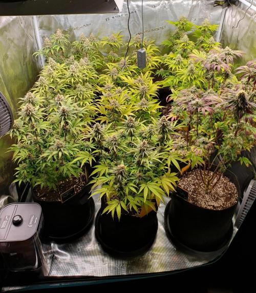 1st grow - Humboldt Seed Company. Week 13 - Day 39 Flower 