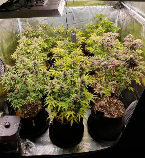 1st grow - Humboldt Seed Company. Week 13 - Day 38 Flower 