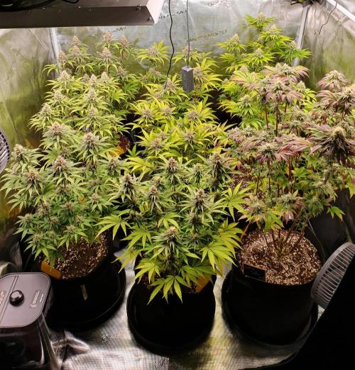 1st grow - Humboldt Seed Company. Week 13 - Day 37 Flower