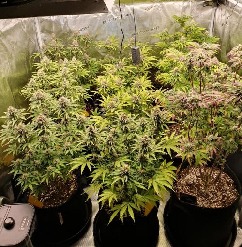 1st grow - Humboldt Seed Company. Week 13 - Day 36 Flower 