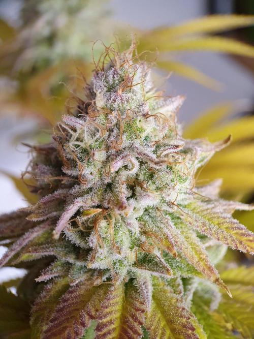 1st grow - Humboldt Seed Company. Week 14 - HJ Day 49 Flower