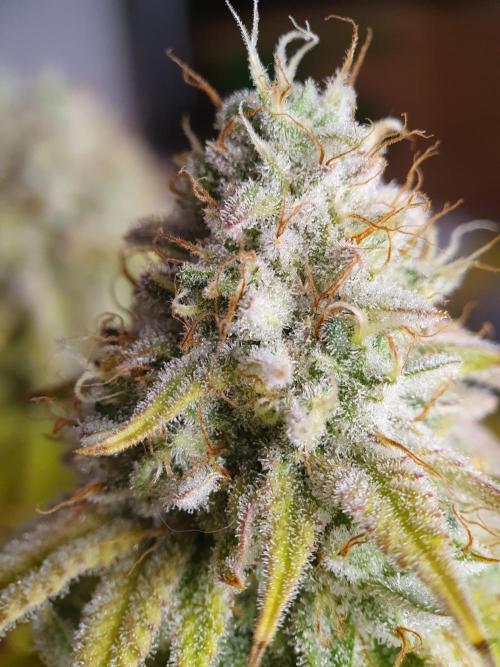 1st grow - Humboldt Seed Company. Week 14 - HJ Day 49 Flower