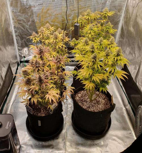1st grow - Humboldt Seed Company. Week 14 - Day 49 Flower