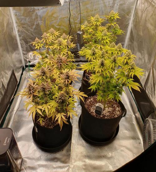 1st grow - Humboldt Seed Company. Week 14 - Day 48 Flower
