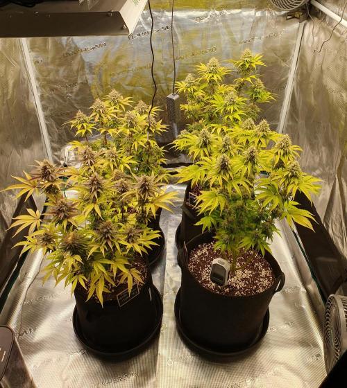 1st grow - Humboldt Seed Company. Week 14 - Day 46 Flower