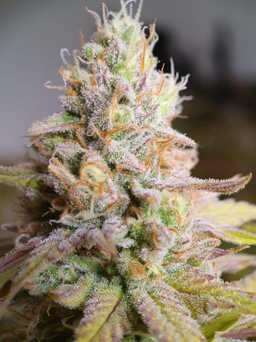 1st grow - Humboldt Seed Company. Week 14 - BBM Day 45 Flower 