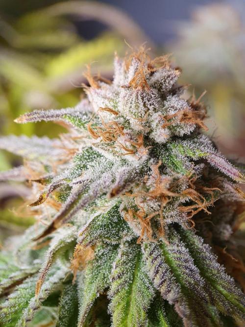 1st grow - Humboldt Seed Company. Week 14 - Pudc Day 45 Flower