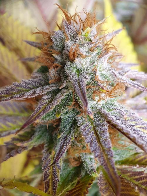 1st grow - Humboldt Seed Company. Week 14 - Pudc Day 45 Flower