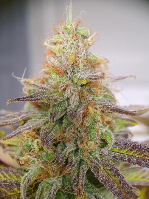 1st grow - Humboldt Seed Company. Week 14 - Pudc Day 45 Flower