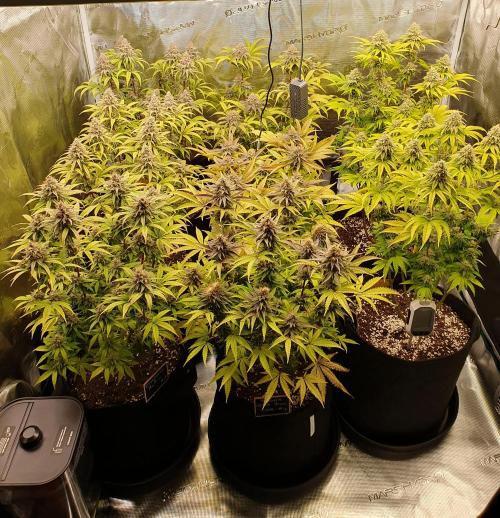 1st grow - Humboldt Seed Company. Week 14 - Day 44 Flower